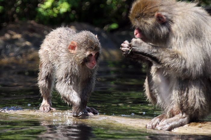 monkey learns to swim