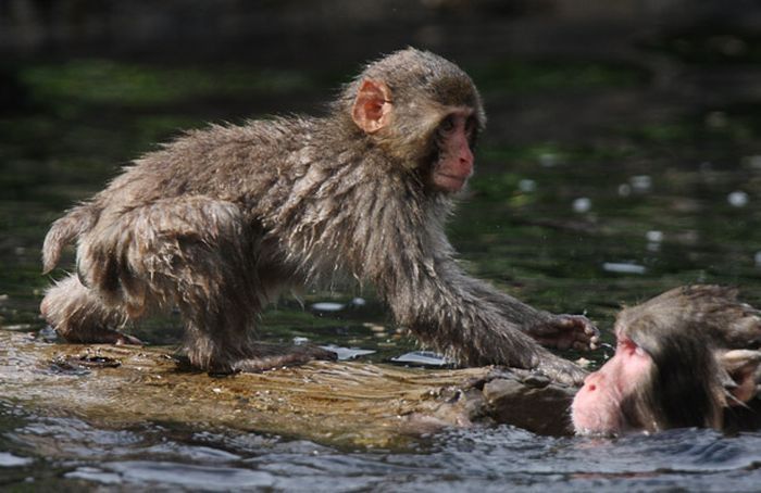 monkey learns to swim
