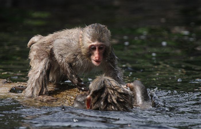 monkey learns to swim