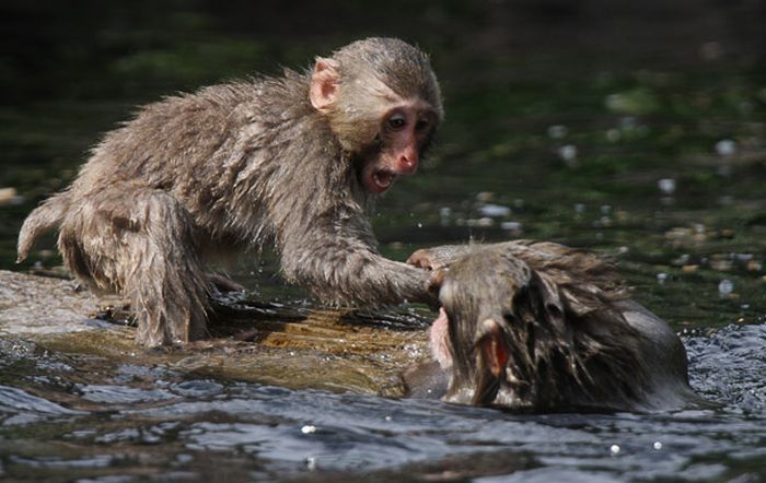 monkey learns to swim