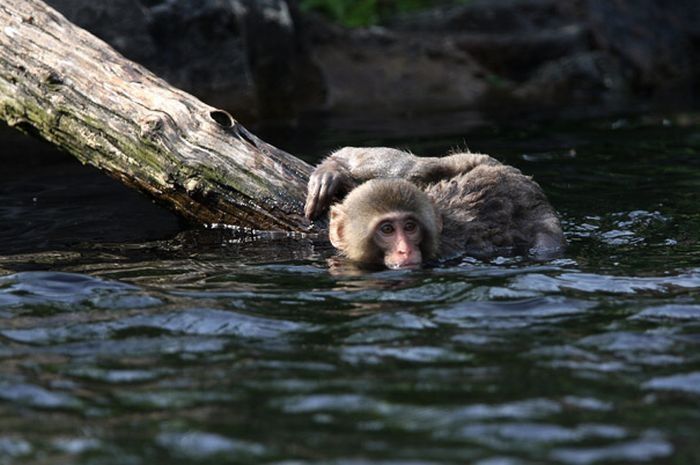 monkey learns to swim