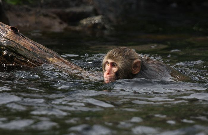 monkey learns to swim