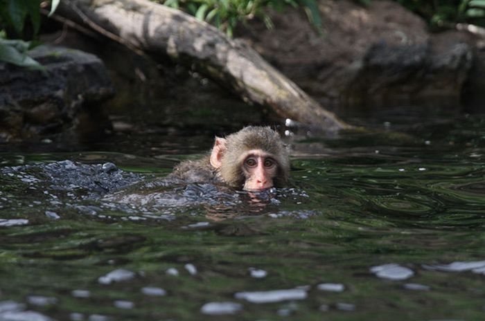 monkey learns to swim