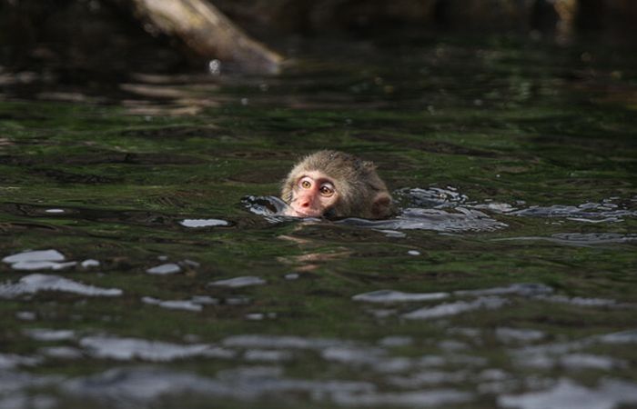 monkey learns to swim