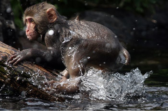 monkey learns to swim