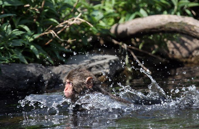 monkey learns to swim