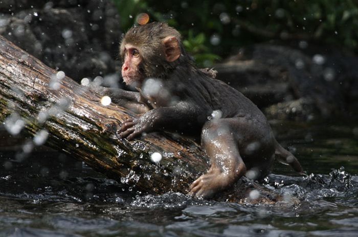 monkey learns to swim