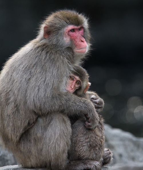 monkey learns to swim