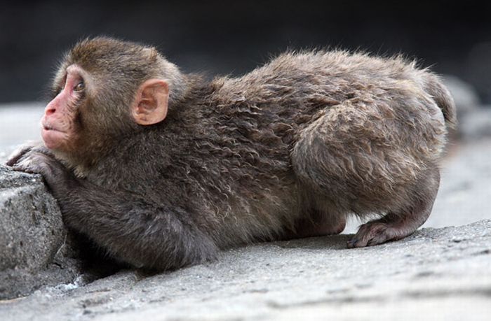 monkey learns to swim