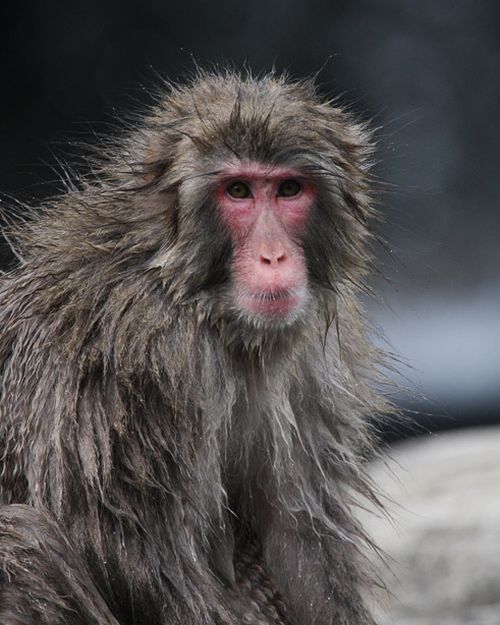 monkey learns to swim