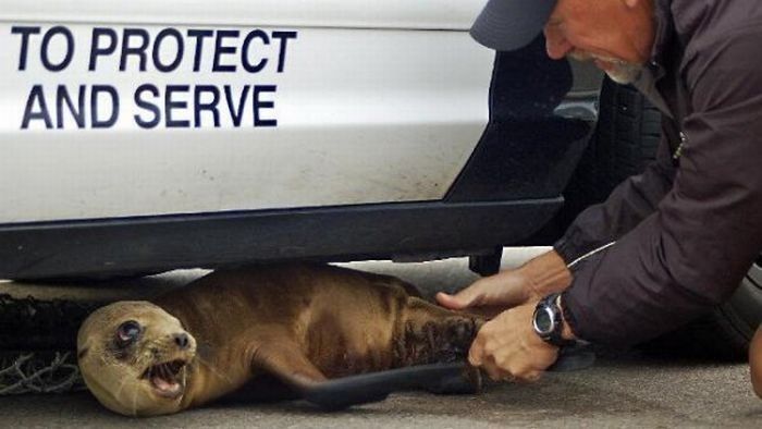 baby seal hiding under a police car