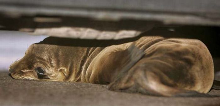 baby seal hiding under a police car