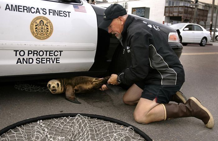 baby seal hiding under a police car
