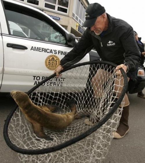 baby seal hiding under a police car