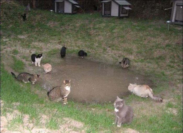 home for homeless cats