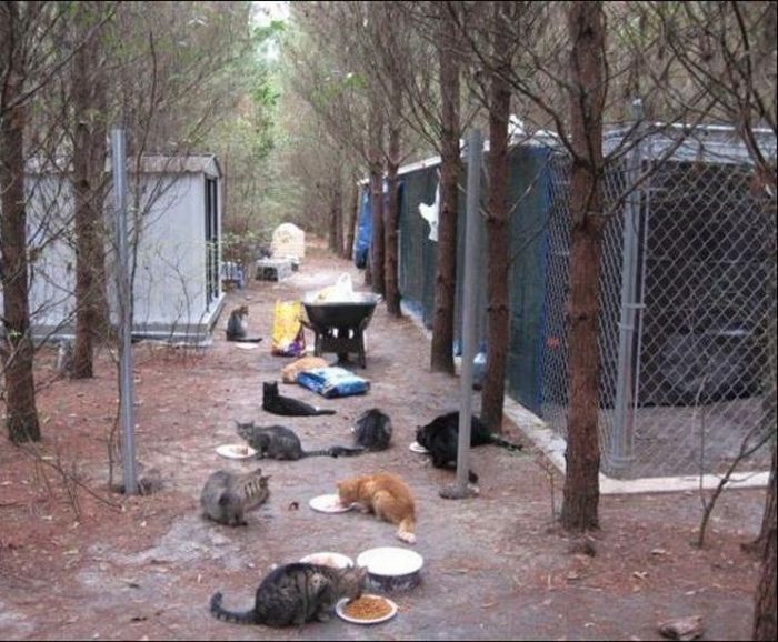 home for homeless cats