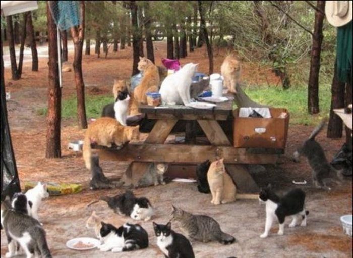 home for homeless cats