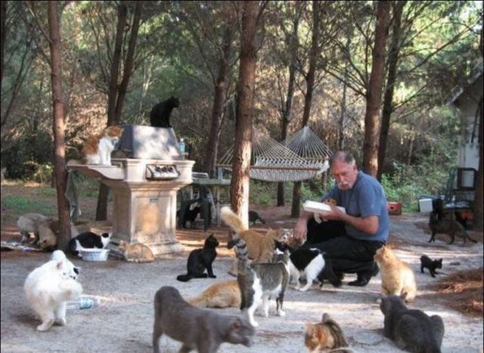 home for homeless cats