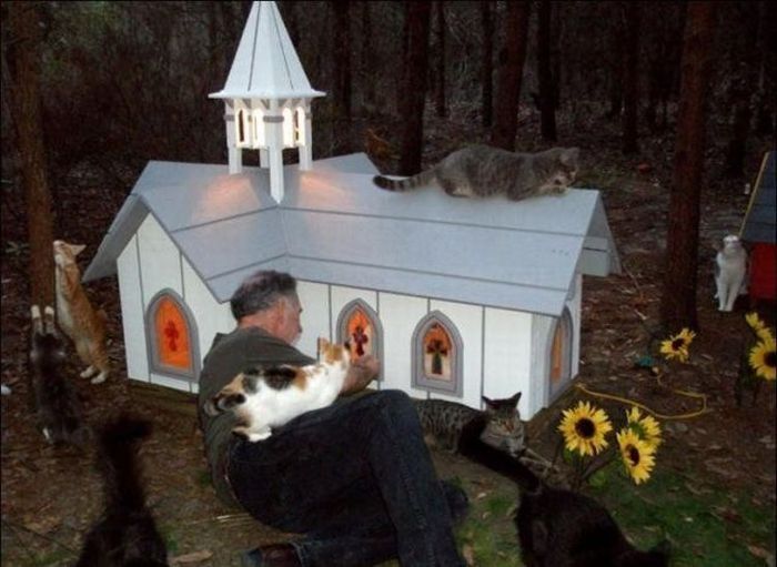 home for homeless cats