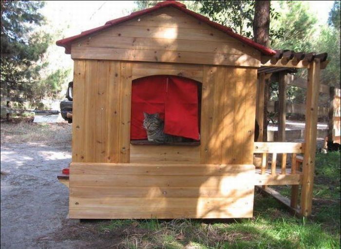 home for homeless cats