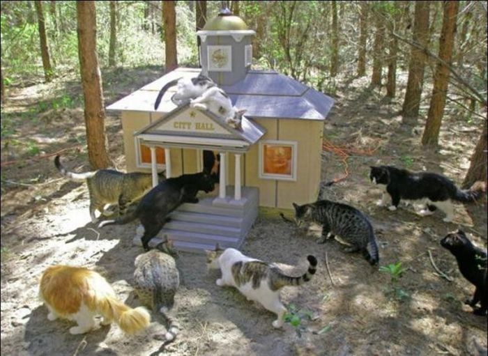 home for homeless cats