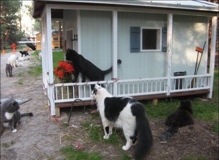 home for homeless cats