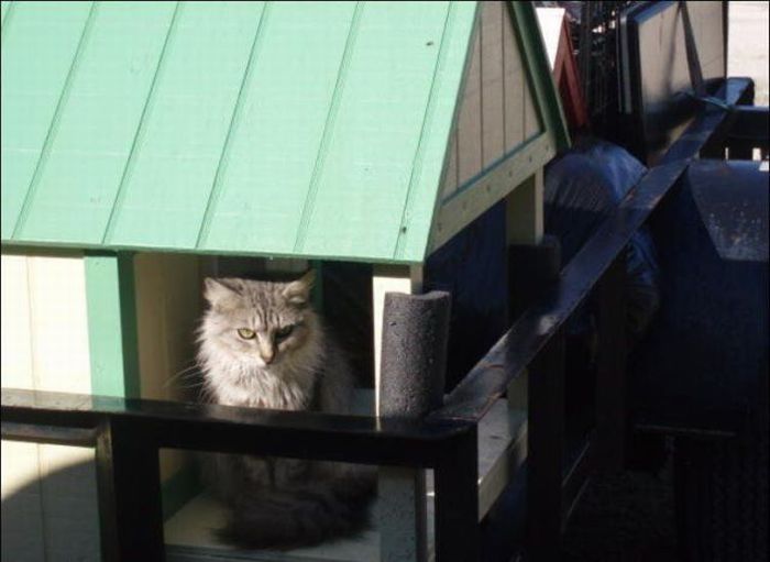 home for homeless cats