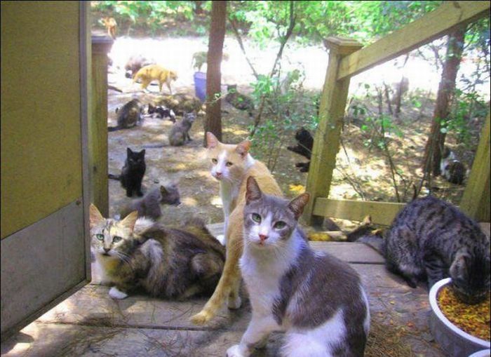 home for homeless cats