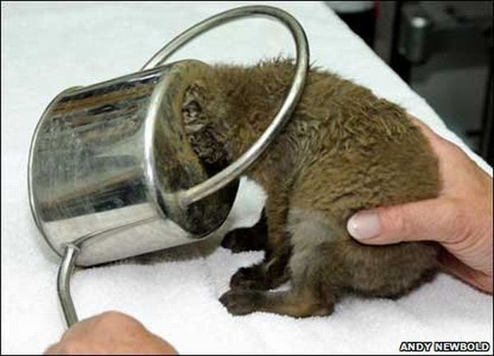 small fox trapped in the watering can