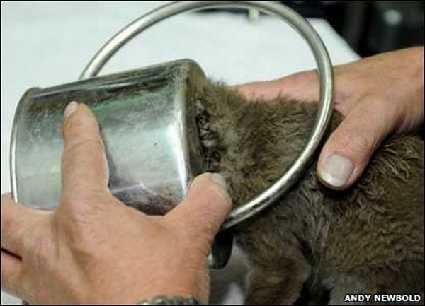 small fox trapped in the watering can