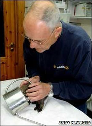 small fox trapped in the watering can