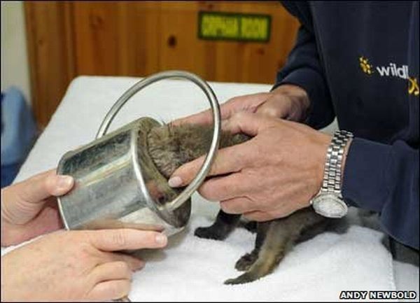 small fox trapped in the watering can