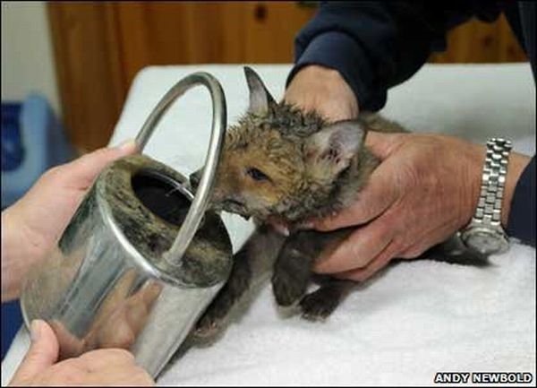 small fox trapped in the watering can