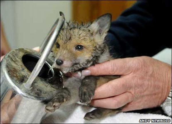 small fox trapped in the watering can