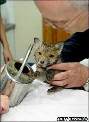 small fox trapped in the watering can