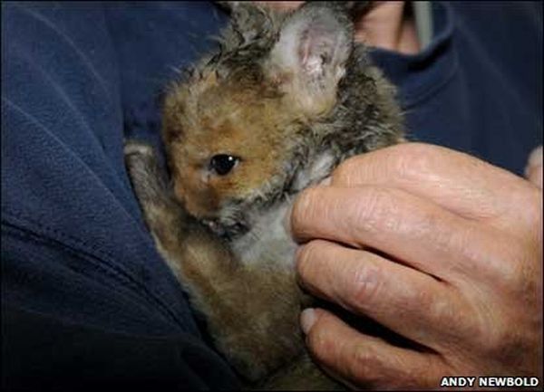 small fox trapped in the watering can