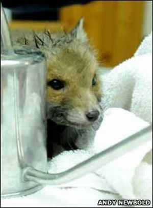 small fox trapped in the watering can