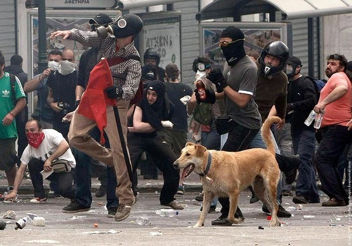 Loukanikos, the riot dog