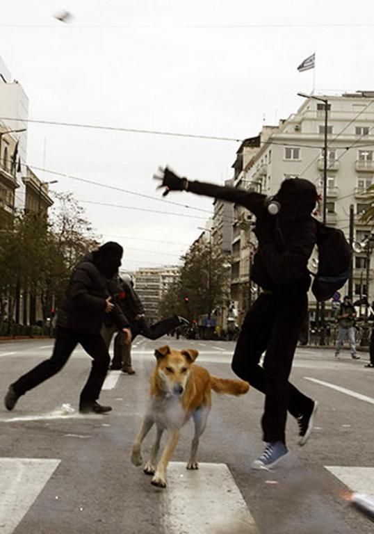 Loukanikos, the riot dog