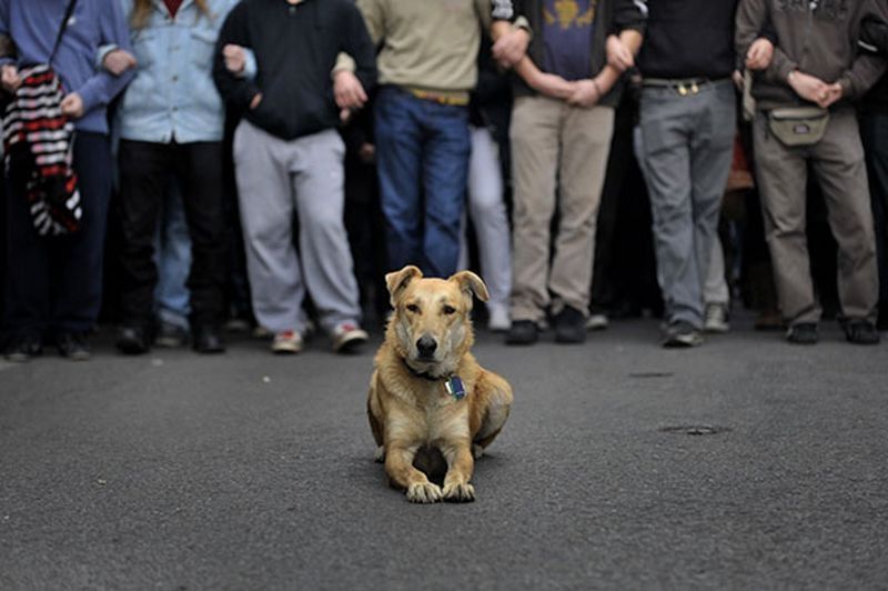 Loukanikos, the riot dog