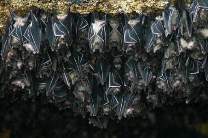 Monfort Bat Cave, Somalia