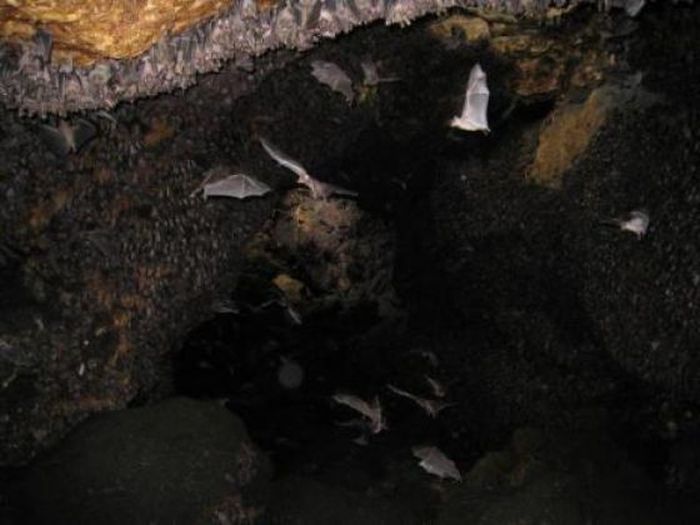 Monfort Bat Cave, Somalia