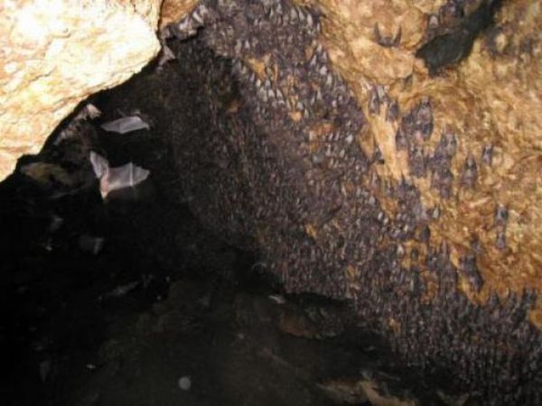 Monfort Bat Cave, Somalia