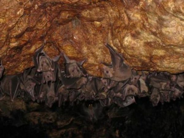 Monfort Bat Cave, Somalia