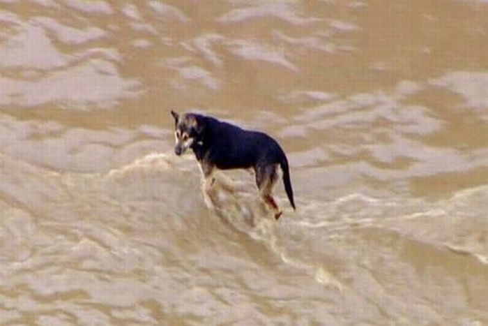 dog being rescued by helicopter