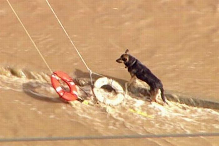 dog being rescued by helicopter