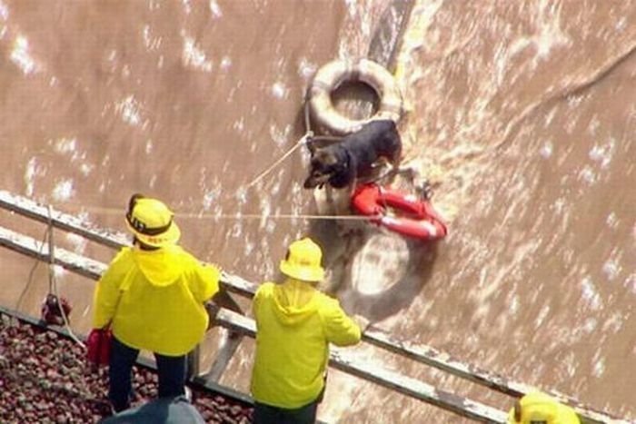 dog being rescued by helicopter