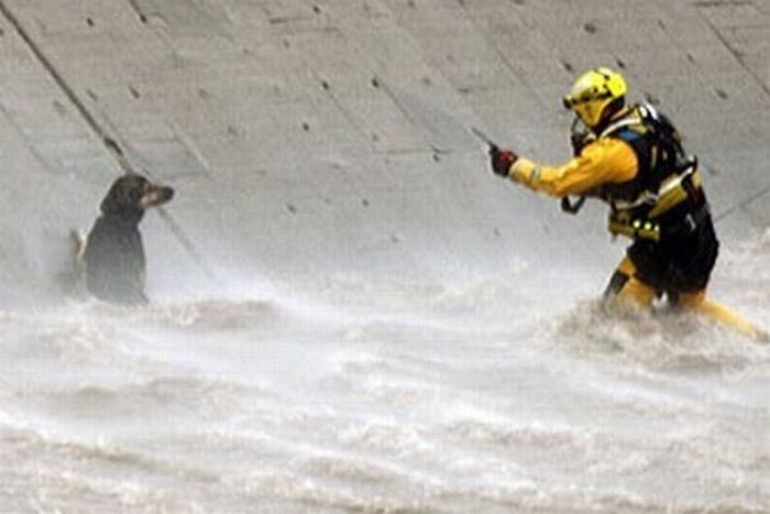 dog being rescued by helicopter