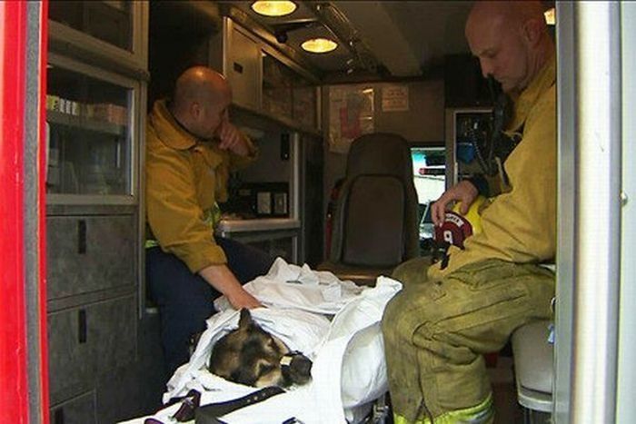 dog being rescued by helicopter