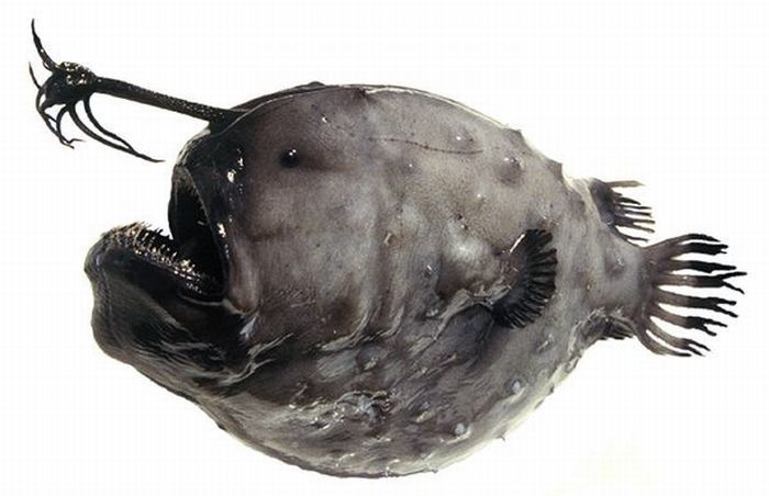 Anglerfishes, deap sea fish